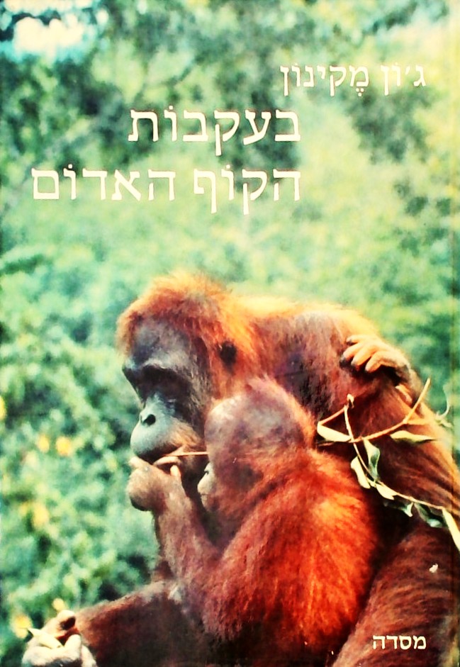 בעקבות הקוף האדום
